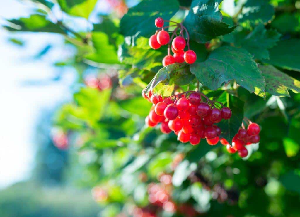 Schneeball - Viburnum