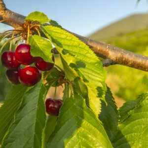 Trockene Blattfleckenkrankheit tritt hauptsächlich bei Steinobst auf