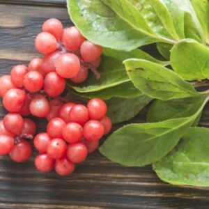 Schizandra Früchte