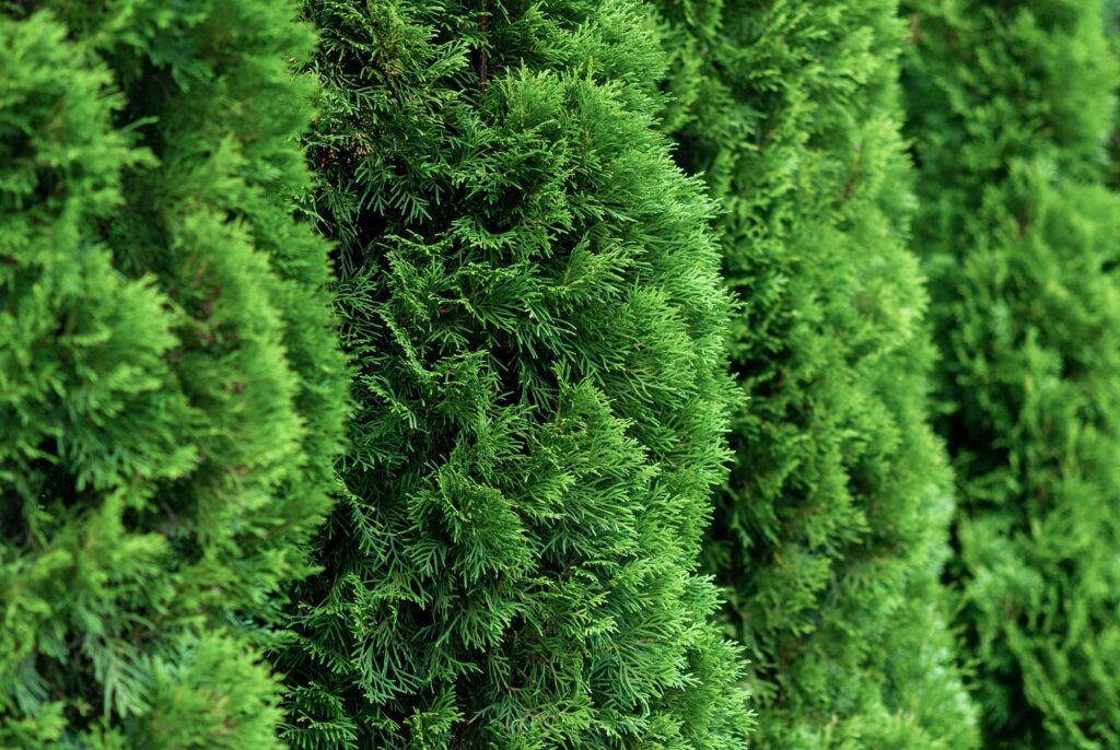 Thuja smaragd - Thuja occidentalis