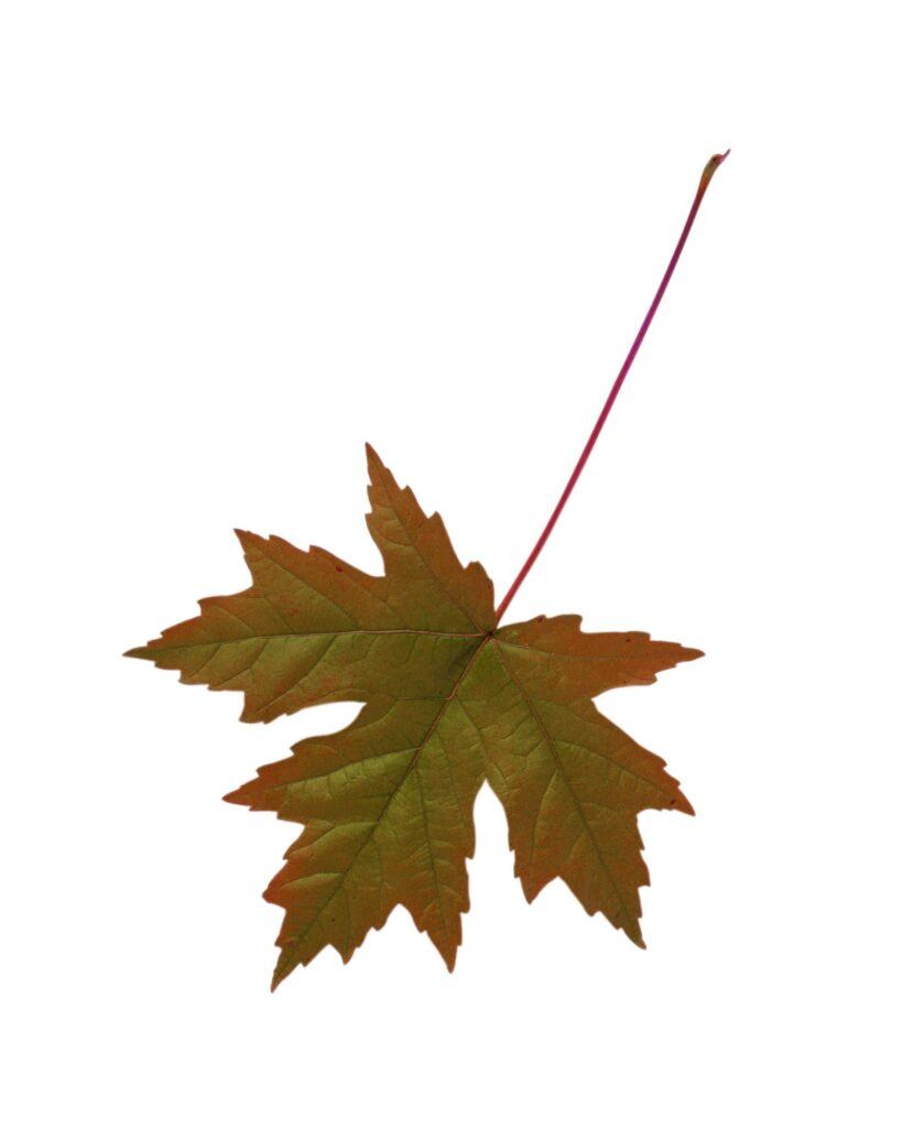 Ahornblatt
