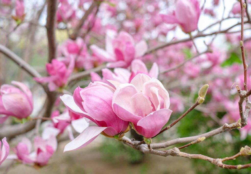 Tulpenmagnolie - Magnolia soulangeana
