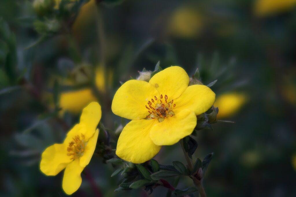 Nahaufnahme von Strauchfingerkraut-Blüten im Garten auf einem unscharfen Hintergrund