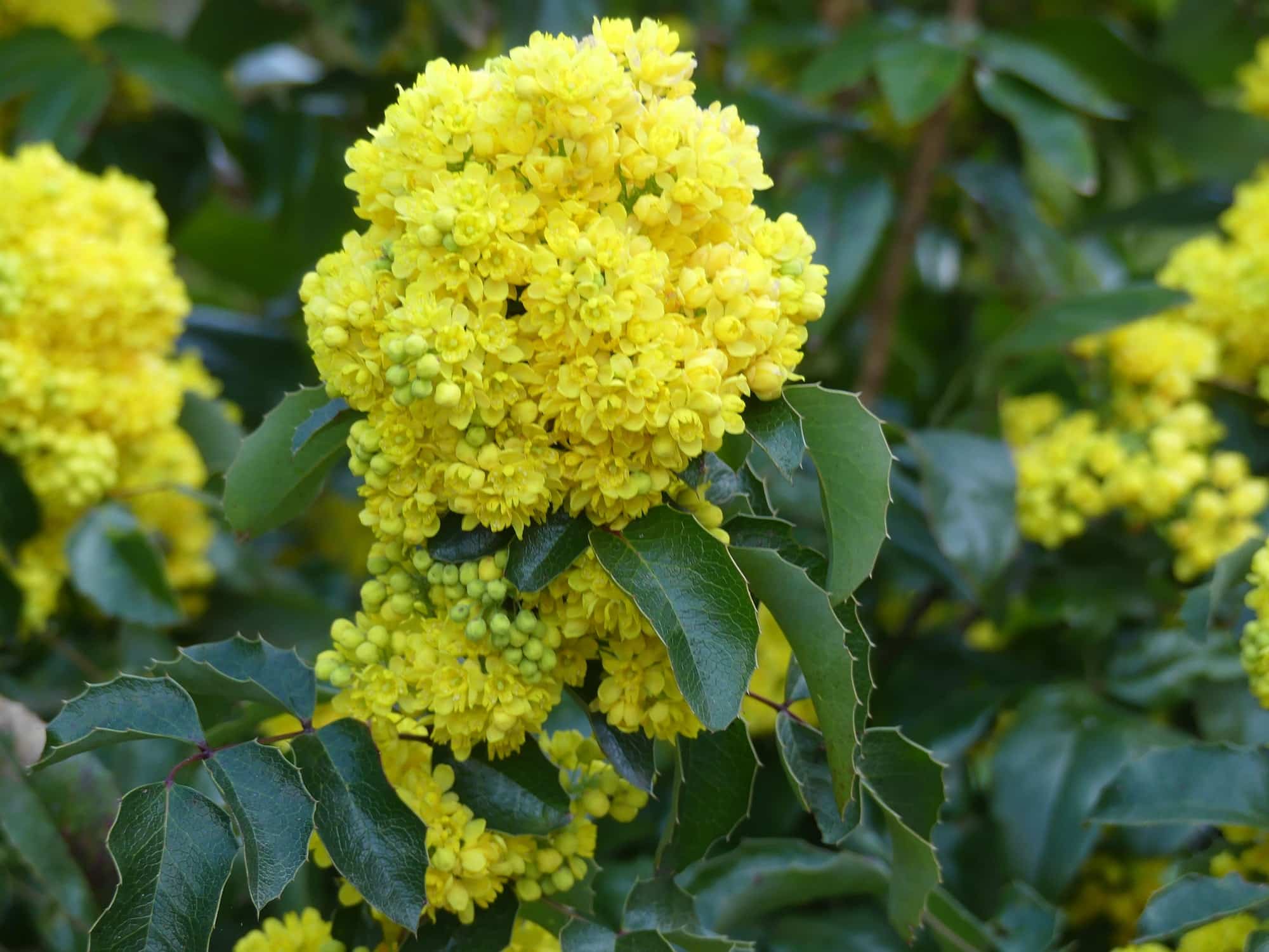 Mahonie (Mahonia) – dichte Trauben leuchtend gelber Blüten mit grünen Knospen über glänzenden, stachelig gezähnten Blättern