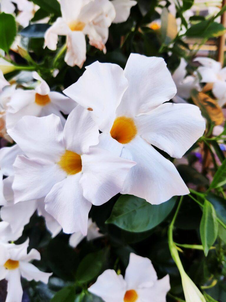 Chilenischer Jasmin - Mandevilla laxa
