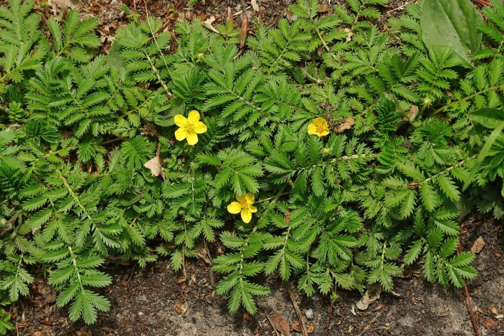 Gänsefingerkraut - Potentilla anserina