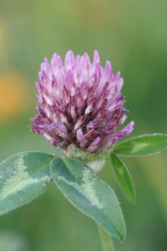Nahaufnahme des Rotklees, Trifolium pratense auf einer Wiese