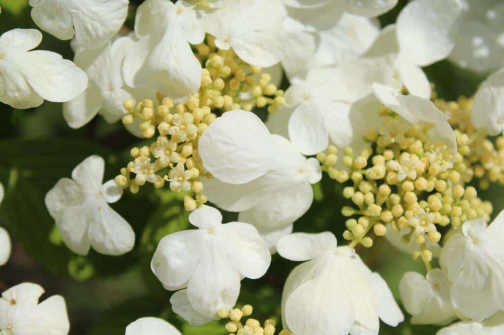 Japanischer Schneeball - Viburnum plicatum