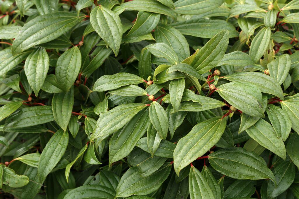 Davids Schneeball - Viburnum Davidii