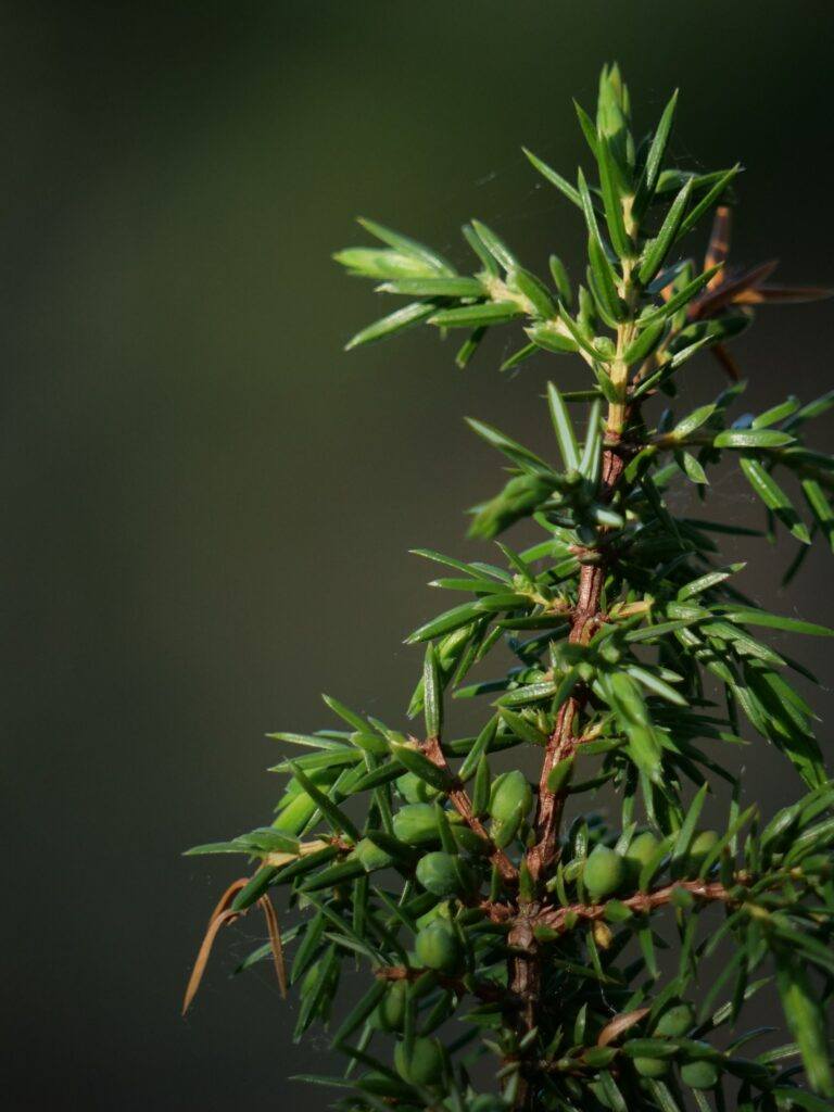 Gemeiner Wacholder - Juniperus communis