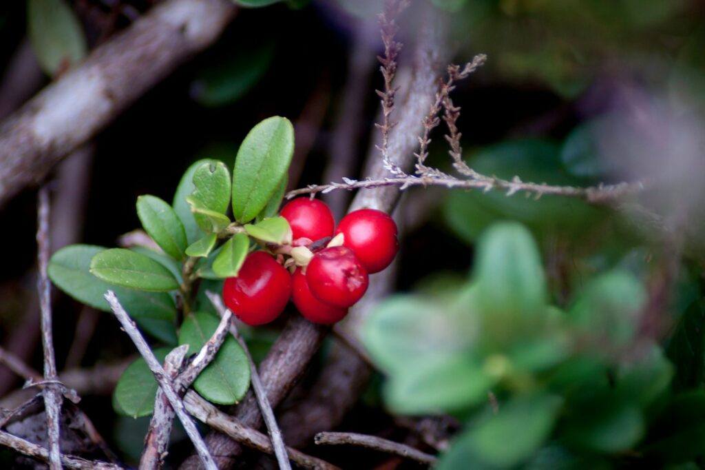 Nahaufnahme von Preiselbeeren (Vaccinium vitis-idaea) am Ast