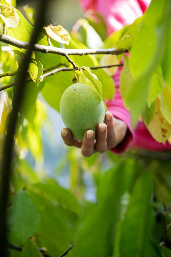 Pawpaw - Asimina
