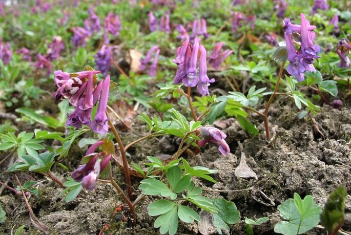 Lerchensporn (Corydalis solida)​