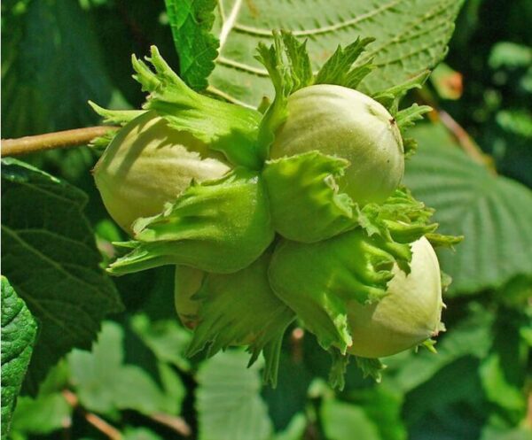 Unreife Haselnüsse in grüner, becherförmiger Hülle am Zweig der Gemeinen Hasel