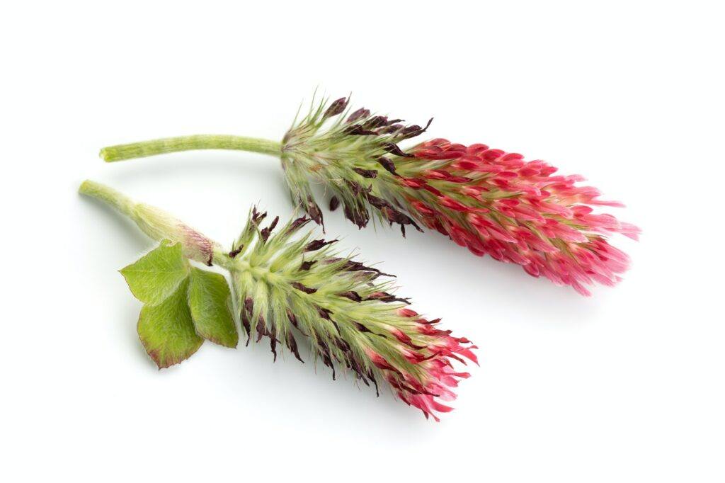 Inkarnatklee Blüte