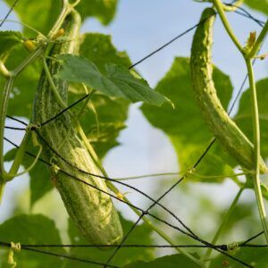 Bakterielle Blattfleckenkrankheit befällt vor allem Gurken