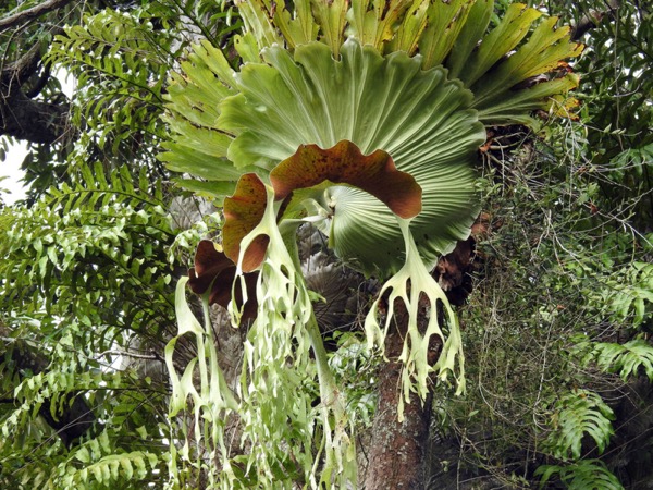 Riesenhirschgeweihfarn (Platycerium grande)​