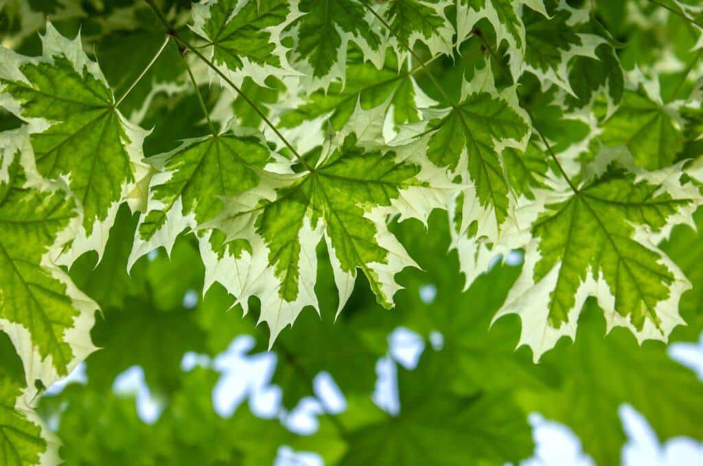 Drummond's Ahorn Acer platanoides Drummondii Hintergrund.