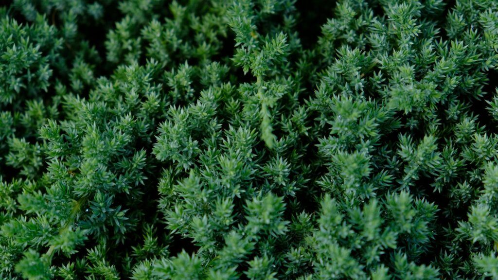 Kriechender Wacholder - Juniperus horizontalis