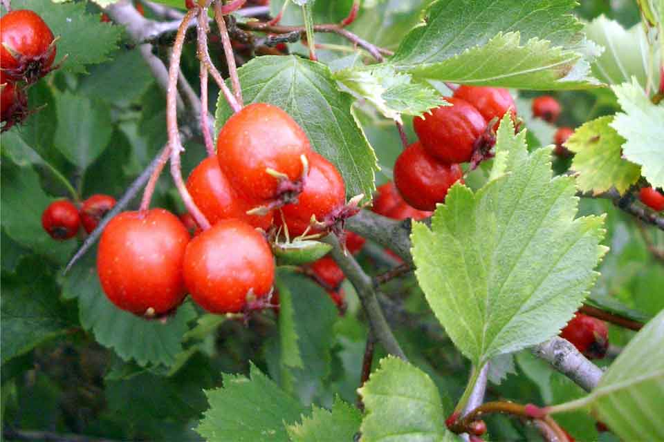 Breitblättrige Mehlbeere (Sorbus latifolia)​
