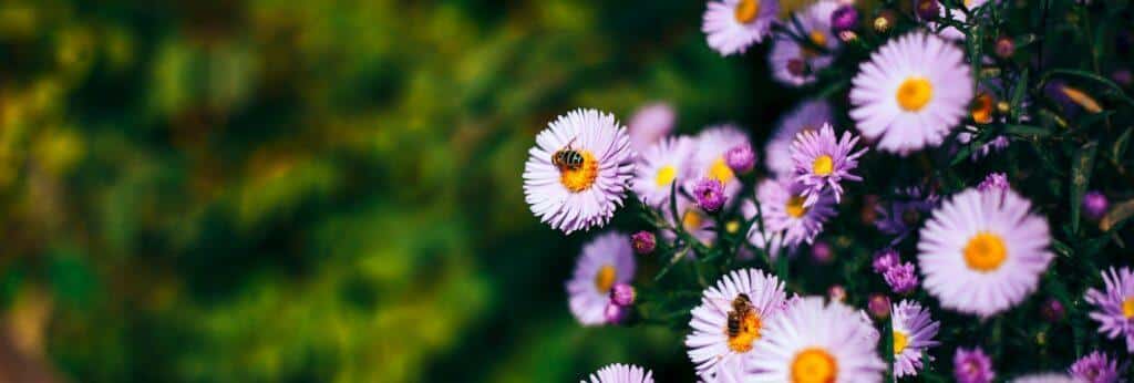 Alpen-Aster