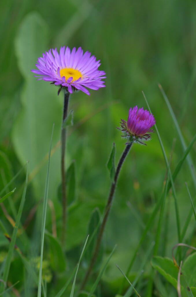 Alpenaster Blüten