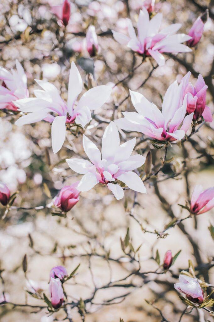 Magnolie Strauch