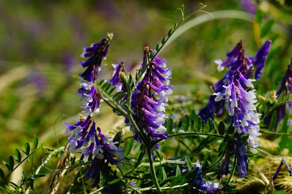 Zottelwicke - Vicia villosa