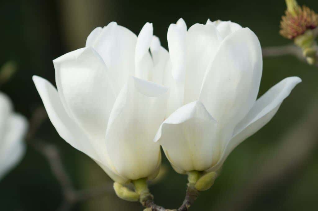 Blüten der weißen Magnolie i