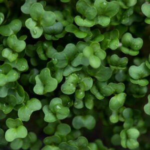 Dicht stehende Gartenkresse-Keimlinge mit Wassertropfen aus der Nähe