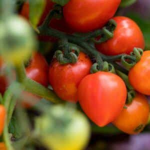 Septoria-Blattfleckenkrankheit der Tomate befällt hauptsächlich Tomaten