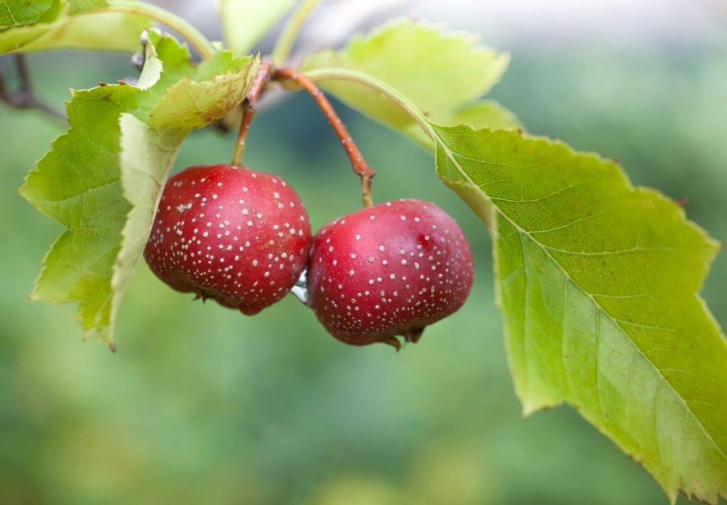 Chinesischer Weißdorn - Crataegus pinnatifida