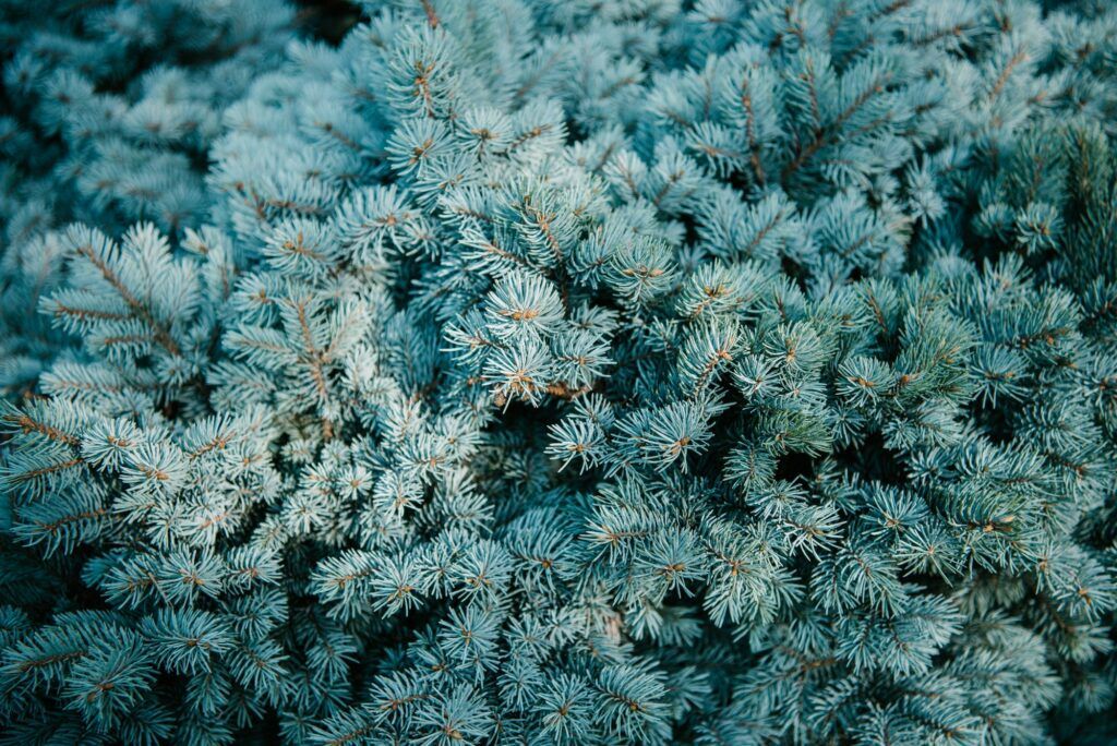 Stechfichte - Picea pungens