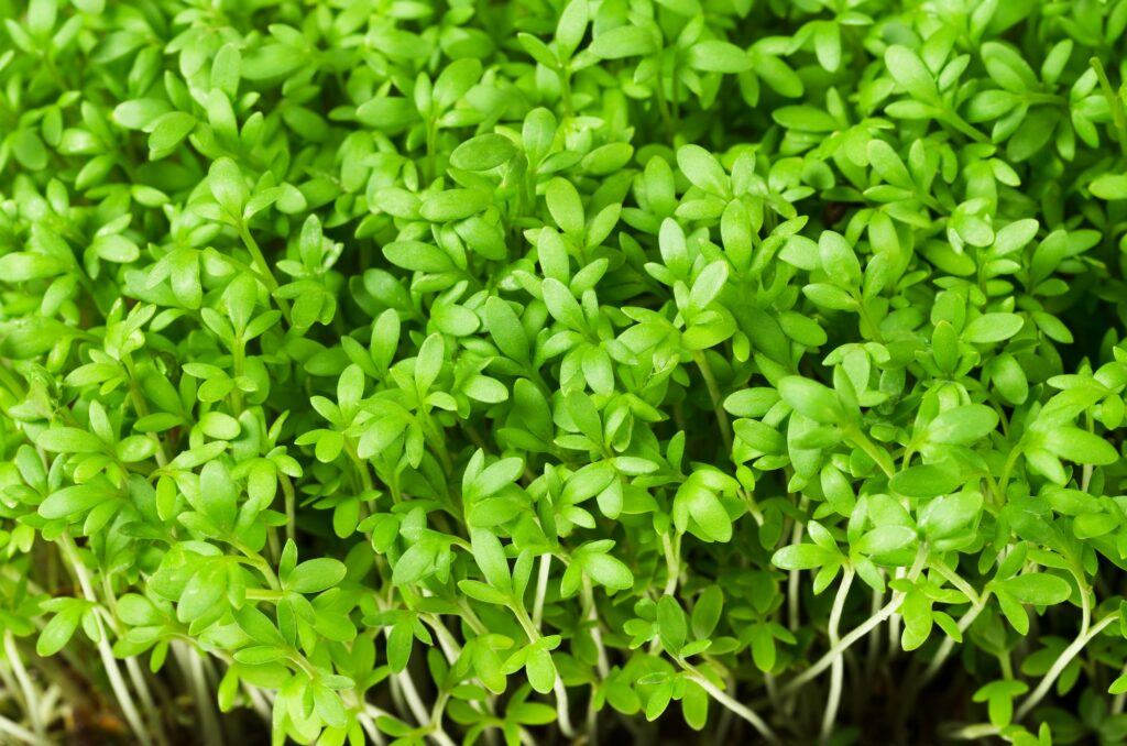 Gartenkresse - lepidum sativum