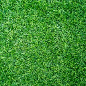 Schneeschimmel befällt Rasenflächen im Frühling