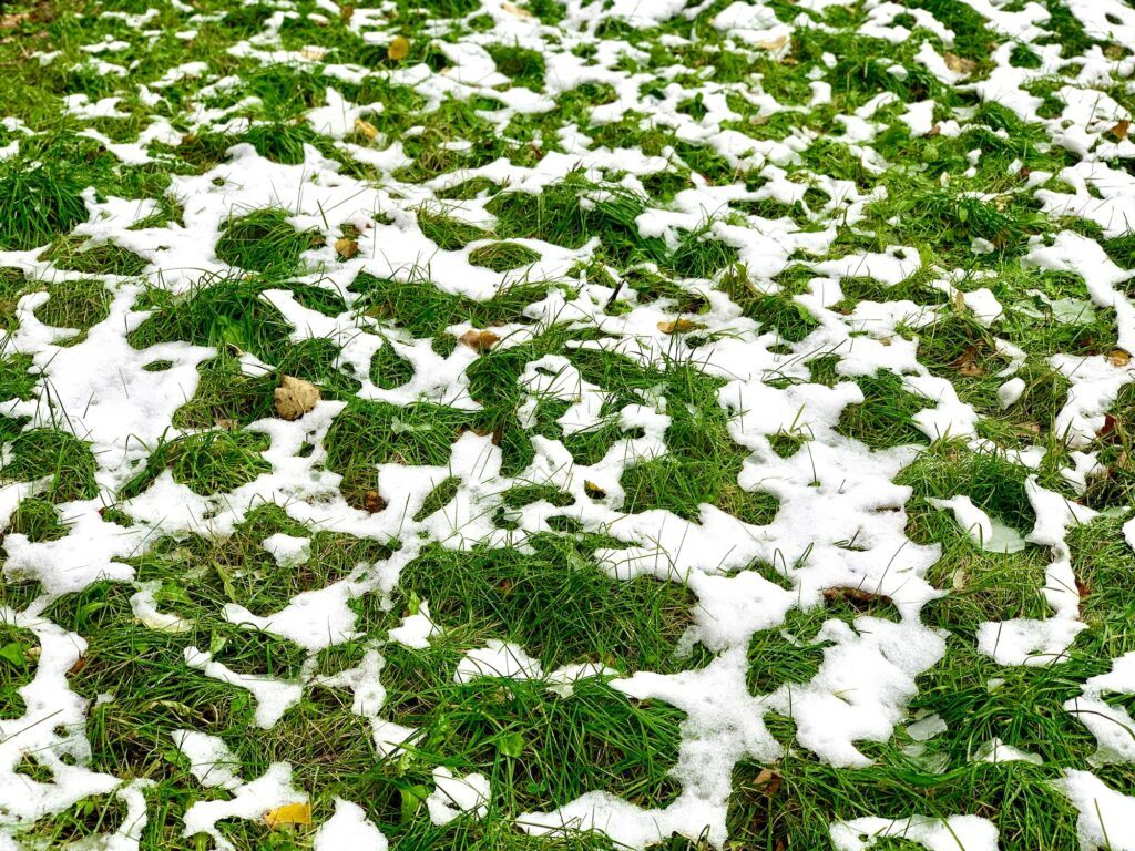 Schneeschimmel – Rasen unter dem Schnee