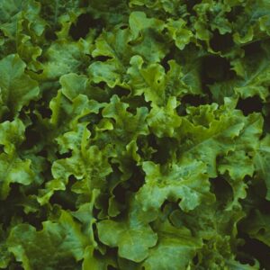 Salatschwäche befällt alle Salatarten