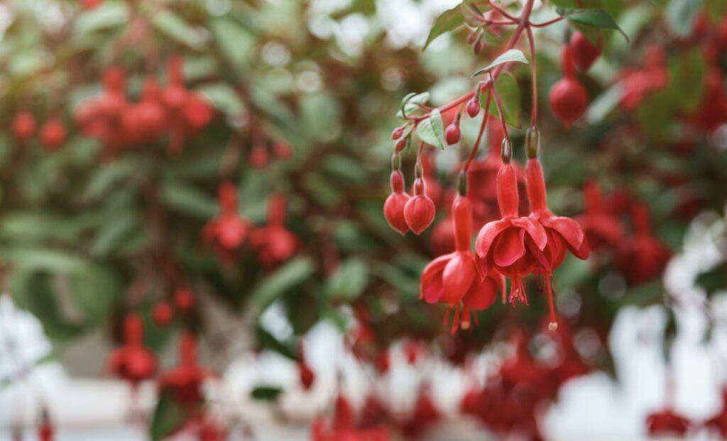 Blumenanbau im Gewächshaus. Fokus auf rote Fuchsienblüte, auf unscharfem Hintergrund