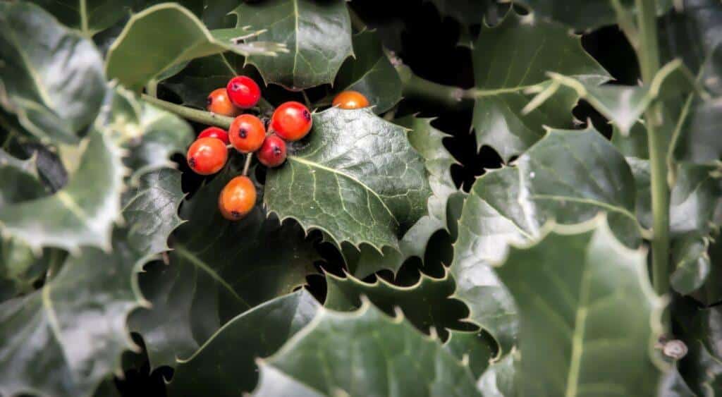 Stechpalme - Ilex aquifolium