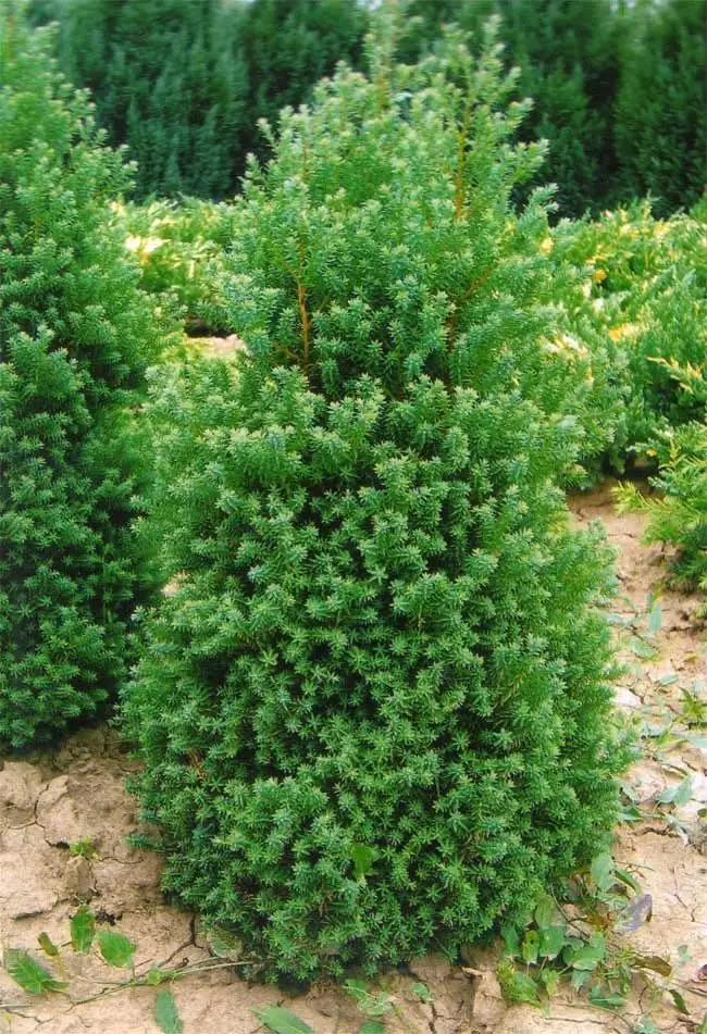 Weißzeder-Scheinzypresse (Chamaecyparis thyoides)​