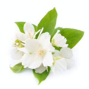 Weiße Blüten mit gelben Staubgefäßen und grünen Blättern vor weißem Hintergrund