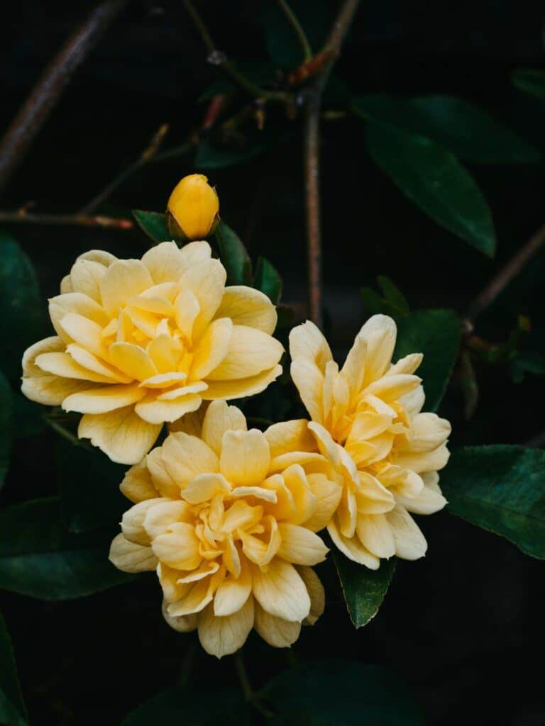 Mesnys Jasmin - Jasminum mesnyi