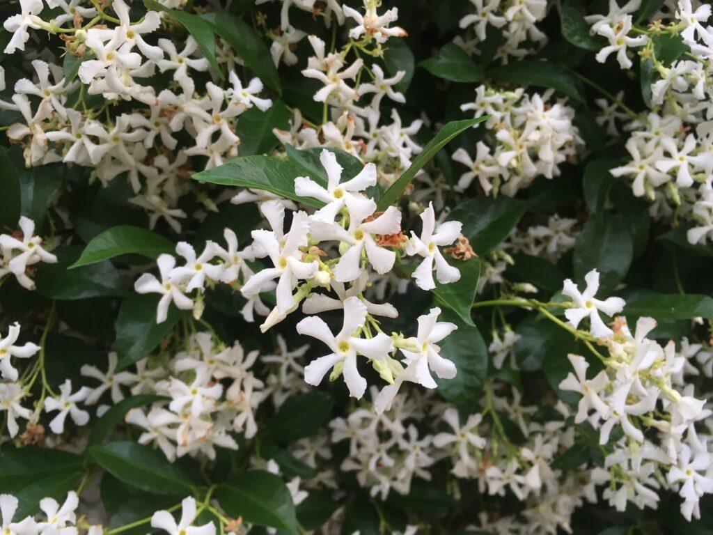 Echter Jasmin - Jasminum officinale