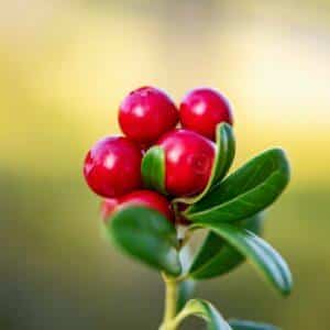 Reife rote Preiselbeeren am Zweig im Wald