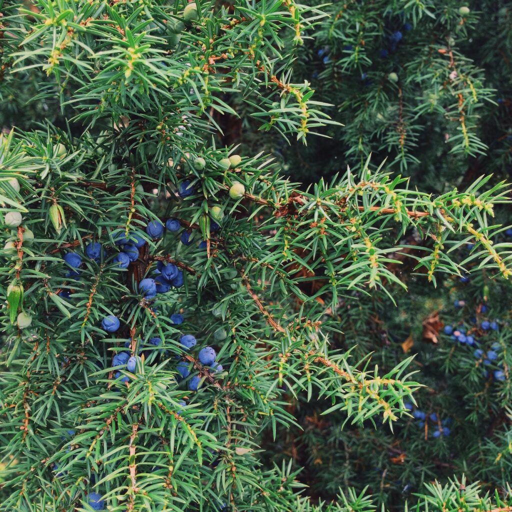 Wacholder - Juniperus