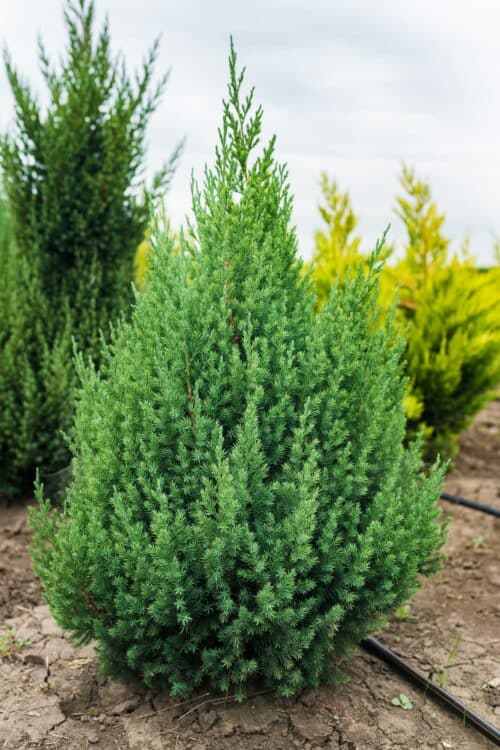 Schuppenwacholder - Juniperus squamata
