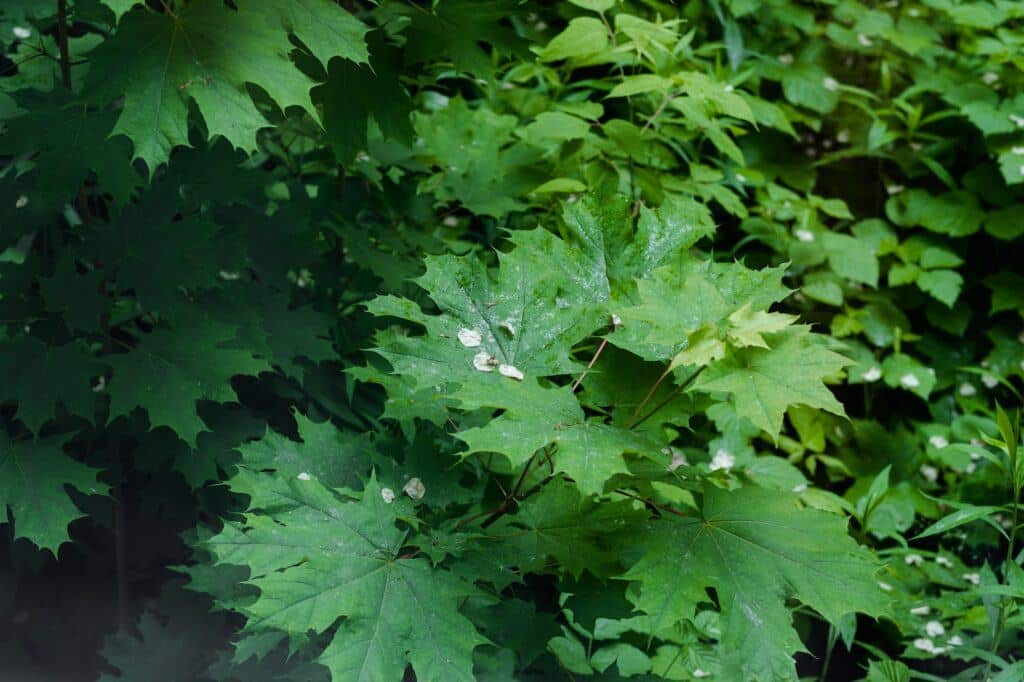 Zuckerahorn - Acer saccharum
