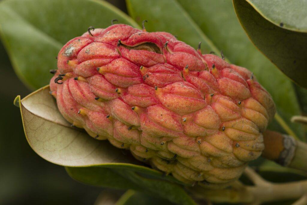 Magnolia Frucht