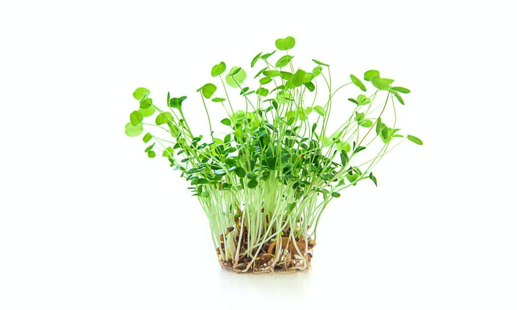 Inkarnatklee - Trifolium incarnatum