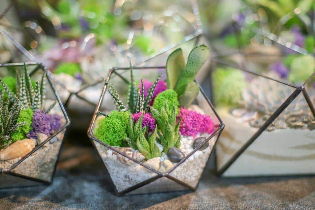 Moose - Terrarium